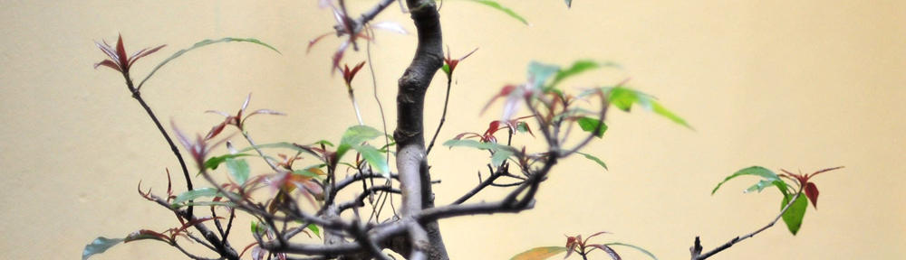 CT Chinese Culture Association